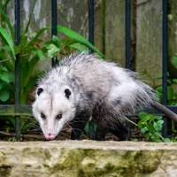 Opossum 