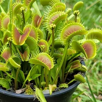 Venus flytrap