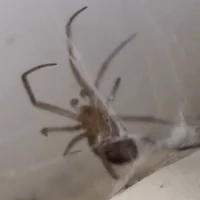 Hungry the spider