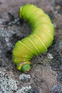 Caterpillar