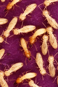 Termite army 
