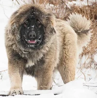 Caucasian Shepherd
