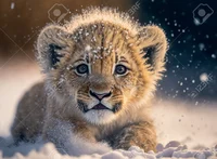 Your lion cub