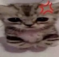 protective buff cat-