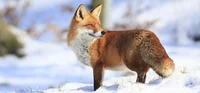 A red fox
