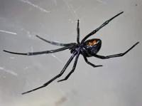 Black widow spider