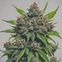 Cannabis Flower