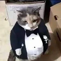 FAT ASS TUXEDO CAT