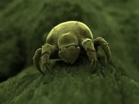 Dust mite