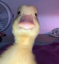 Ducky