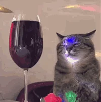 vegas cat