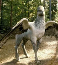 Hippogriff
