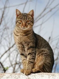 Brambleclaw