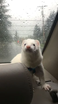 Adorable Ferret
