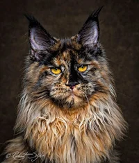Cat -Maine Coon-