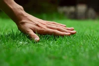 Grass