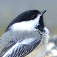 Black Cap Chickadee