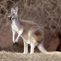 Kangaroo 