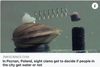 Council of Clams