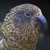 Kea 