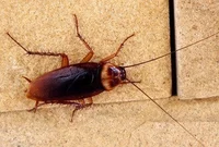 Cockroach