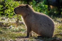 Capybara