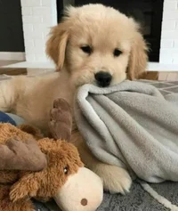Golden retriever pup