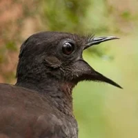 Superb lyrebird