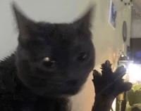 HOLY DABLOON CAT