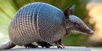 9 banded Armadillo