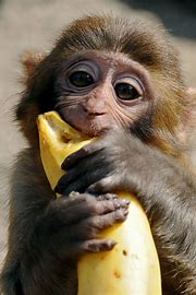 Monkey