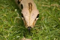 Boa constrictor