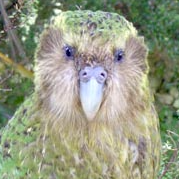 Kakapo