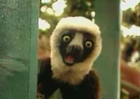Zoboomafoo