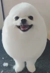 Egg dog