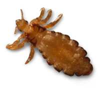 Head lice