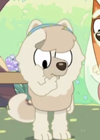 Judo chow chow-Beta-