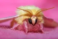 Pink fluffy moth