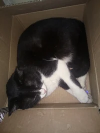 Cat in The Box