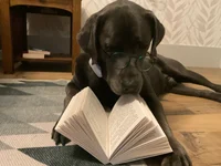 Smart dog