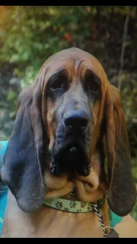 Bloodhound dog