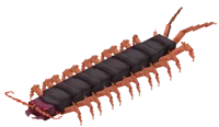Cave Centipede