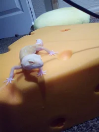 Leopard geck