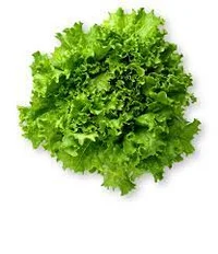 Lettuce Slice 2