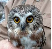 Saw-Whet owl 