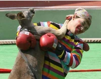 Circus Kangaroo