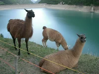 llama