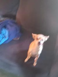 Chloe Chihuahua 