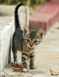 Stray kitten