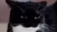 random cat